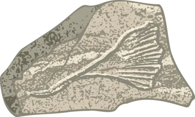 Foto auf Alu-Dibond Set of stones seashells and plants Hand drawn ocean shell or conch mollusk scallop Sea underwater animal fossil Nautical and aquarium, marine theme. Vector illustration © zzayko