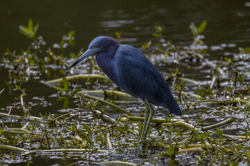 A blue heron looking for prey among the aquatic plants