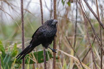 A fake black bird perched on a thin stick