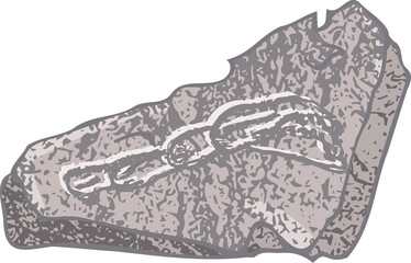 Set of stones seashells and plants Hand drawn ocean shell or conch mollusk scallop Sea underwater animal fossil Nautical and aquarium, marine theme. Vector illustration