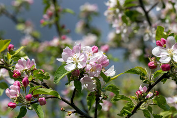 A beautiful blooming apple tree in a spring orchard