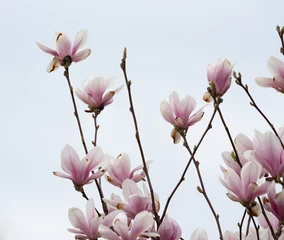 Foto op Canvas Magnolia flowers on the tree. Blooming magnolia, big pink flowers on the tree. © PhotoRK