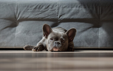 French bulldog - dog - obrazy, fototapety, plakaty