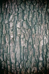 Fotobehang アップで写した木の樹皮の風景2 © ken1344