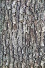 Fotobehang アップで写した木の樹皮の風景1 © ken1344