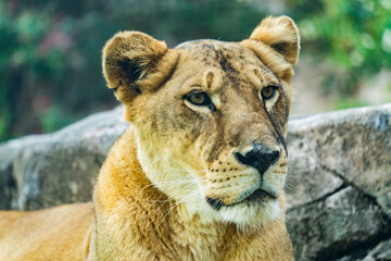 The austerity of queen (of animals)