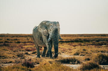 Ein alter Elefantenbulle läuft über die Ebene der Trockensavanne im Etosha Nationalpark (Namibia)