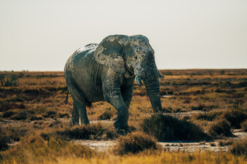 Ein alter Elefantenbulle läuft über die Ebene der Trockensavanne im Etosha Nationalpark (Namibia)