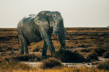 Ein alter Elefantenbulle läuft über die Ebene der Trockensavanne im Etosha Nationalpark (Namibia)