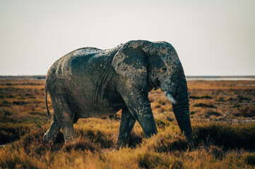 Fototapeta na wymiar Ein alter Elefantenbulle läuft über die Ebene der Trockensavanne im Etosha Nationalpark (Namibia)