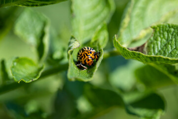 Colorado beetles, growing potatoes as a food product