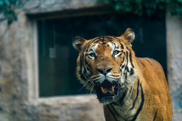 A bengal tiger in zoo