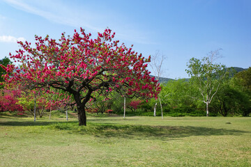 peach blossom in spring