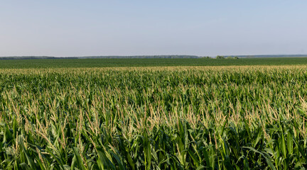 Green corn illuminated by sunlight