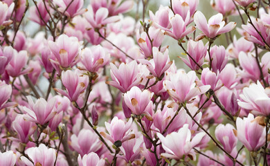 Obraz na płótnie Canvas Magnolia flowers on the tree. Blooming magnolia, big pink flowers on the tree.