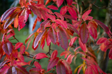 Rotes, herbstliches Laub an einem  Baum
