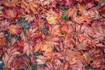 Herbstliche m rotgefärbte Blätter liegen auf dem Waldboden - obrazy, fototapety, plakaty