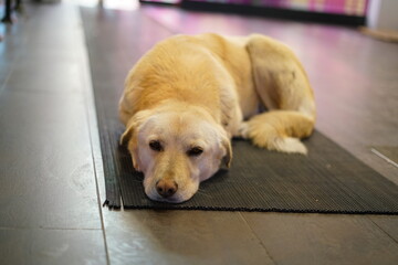 golden retriever dog