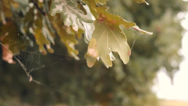 Spider And Spider Web In Forest. Sun Rays Through Spider Web In Morning Pine Forest. Arachnid Animal And Cobweb In Wood. Autumn Woodland Nature.  Wildlife Insect Cobweb On Tree. Scenic Idyllic Fall