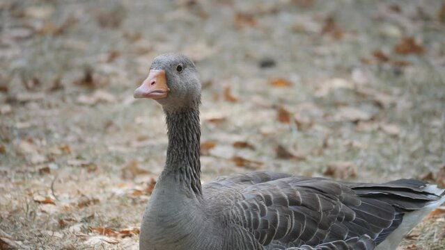 A grey goose looking around while resting.