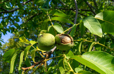 Walnüsse am Baum im Herbst