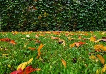 Deciduous wall background. Grass strewn with fall red yellow and orange leaves. Beautiful natural background. Autumn view of nature