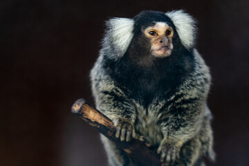 Common Marmoset holding wood with dark background.