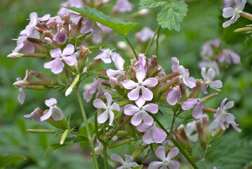 Common soapwort (Saponaria officinalis). Soap plant on the river bank.