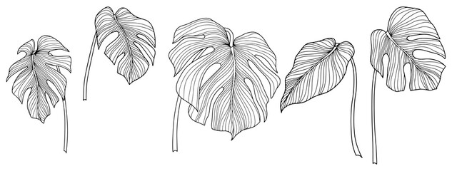 Leaves isolated on white. Tropical leaves. Hand drawn png illustration
