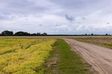 Fototapeta na wymiar Dirt road in the field