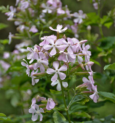 Soap plant in full bloom (Saponaria officinalis). When rubbing the flowers with your hands, soap comes out.