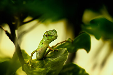 Green Lizard