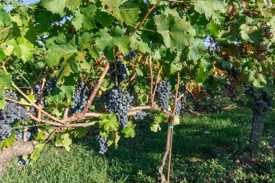Bunches of black grapes on the rows of vines in Franciacorta
