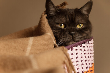 Close up portrait of cute black cat resting in wicker box covered with warm blanket