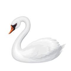 White swan vector illustration. Cartoon isolated cute bird with soft feathers and wings, grace neck and beak swimming in nature, beautiful swan character as symbol of natural beauty and elegance