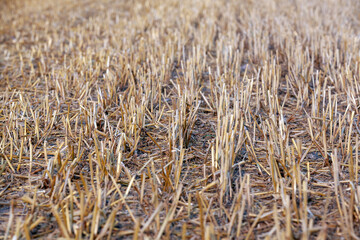 Fototapeta premium Stubble that was left after the wheat harvest