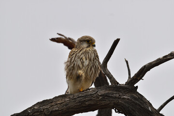 Image of common kestrel perched on branch of a tree