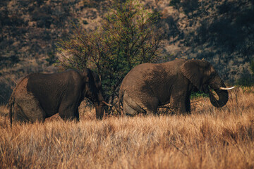 Fototapeta premium Elephant in Pilanesberg national park. On safari in South Africa. 