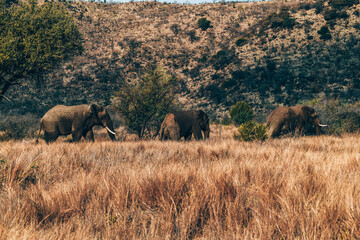 Obraz premium Elephant in Pilanesberg national park. On safari in South Africa. 
