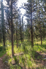 Spring forest of Ben Shemen with pines and cypresses. Natural landscape. Nature of Israel.