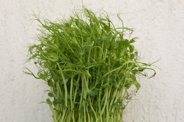 Close-up of peas microgreens with seeds and roots