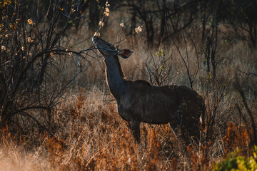 Antelope in Pilanesberg national park. On safari in South Africa. 