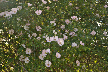 Wild bush of Rosa canina illuminated by the sun. Pink and white flowers.