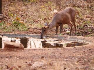 Four-Horned Antelope drinking water in Tadoba 