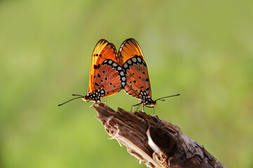 A pair of orange butterflies are making love.