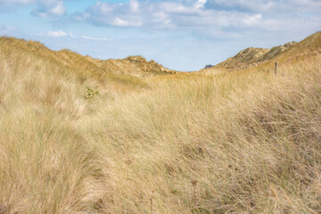 Dunes De haan Le coq Belgium