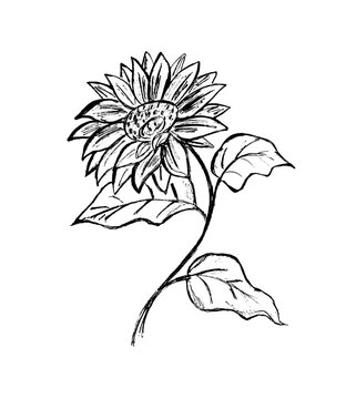 On a white background, the black outline of a sunflower flower