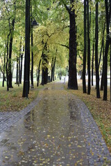 Rainy autumn day in the park. Fallen leaves on a wet winding path.