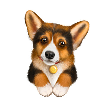 Corgi dog drawing, tricolor, red black and white color, Corgi dog, cute puppy, favorite pet, dog drawing, dog portrait