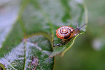 A small snail climbs up on a plant